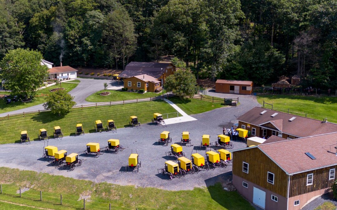 Yellow Amish Buggies on a Sunday morning Gathered for Church